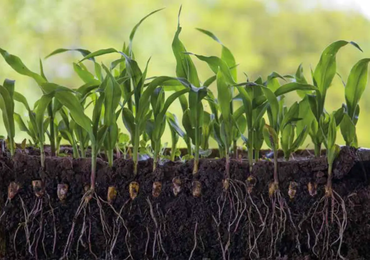 Plantas jóvenes creciendo en suelo